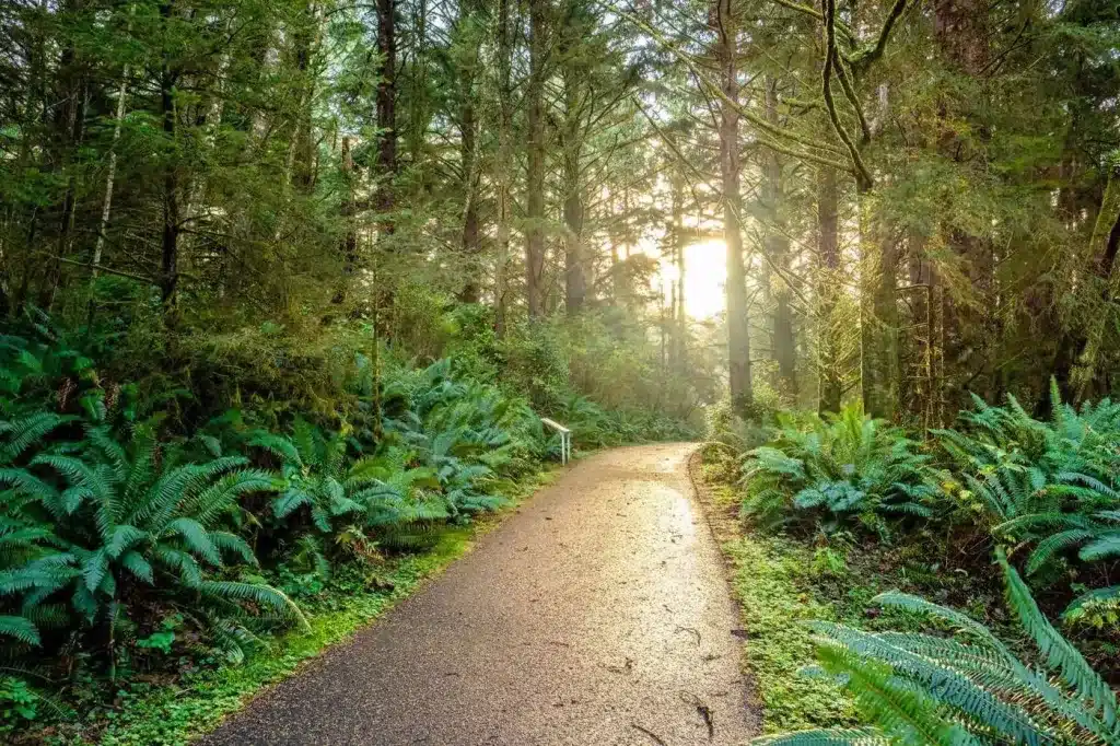 A path through a green forest with ferns and morning light. Trauma and PTSD therapy near Tigard, Oregon.