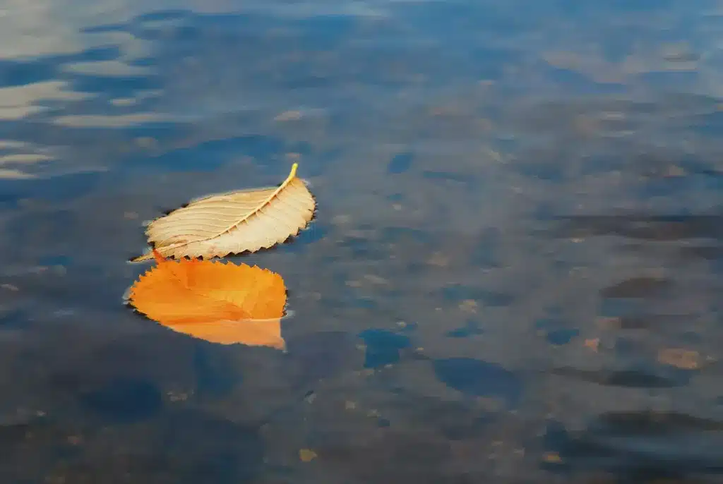 Two autumn leaves floating on calm water. Anxiety therapy near Tigard, Oregon.