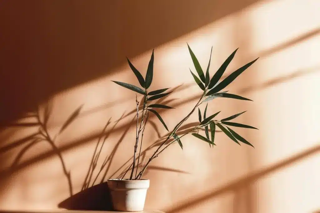 A potted plant in warm sunlight casting shadows on the wall. Somatic trauma therapy near Tigard, Oregon.